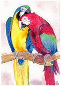 Perroquets color&eacute;s en plein c&acirc;lin affectueux